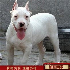杜高犬活体 3月龄杜高犬 青年杜高犬价格 常年销售