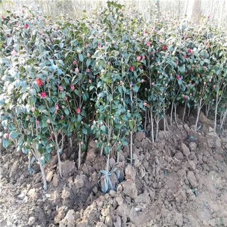 基地出售 香妃 茶花苗 盆栽带花苞浓香型 五色赤丹 茶花树