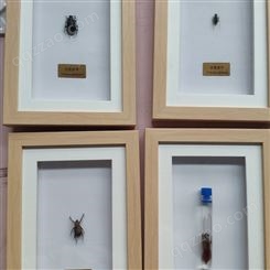 标本框定制 蝴蝶昆虫标本框