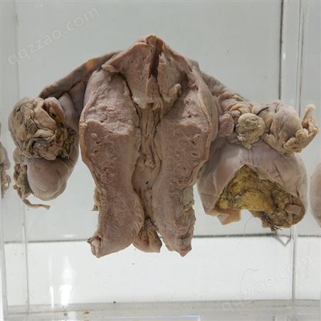 动物病理大体标本 胚胎标本 实验室标本 昆虫教学标本
