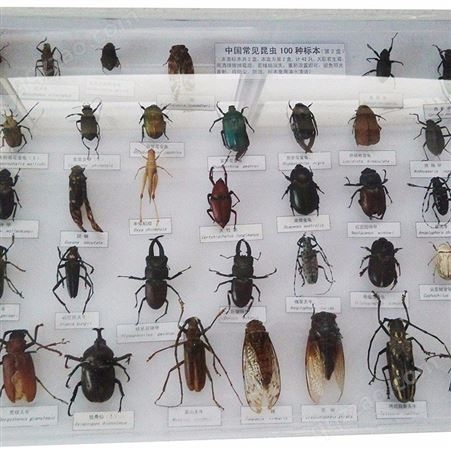 观察用昆虫标本_远航_昆虫标本_大量销售