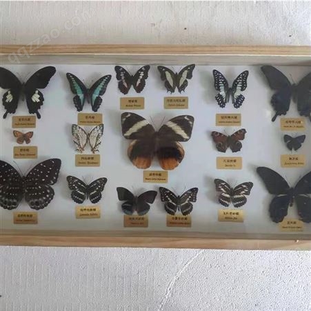 标本框定制 蝴蝶昆虫标本框