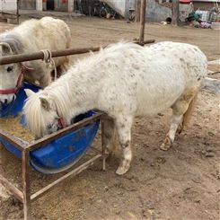 设特兰矮马种马 动物园矮马 成年矮马出售厂家