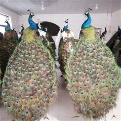 制作孔雀标本 白孔雀标本的价格 出售活体标本孔雀