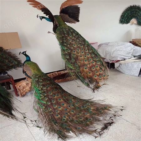 孔雀标本出售价格 真体孔雀标本 六年孔雀标本的价格