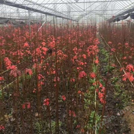 雄风园林大型美国红枫基地  苗圃批发直销彩色观叶植物  12公分美国红枫价格