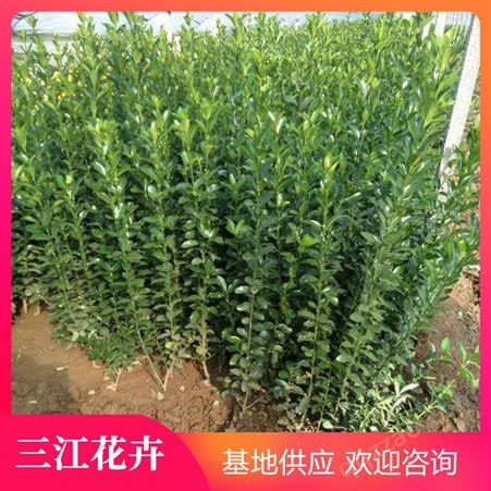 绿化冬青 大叶黄杨 喜温暖气候 株高20-50cm