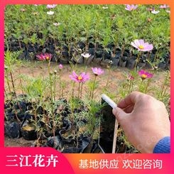 大量出售多色波斯菊  格桑花种植基地  绿化用波斯菊 三江花卉