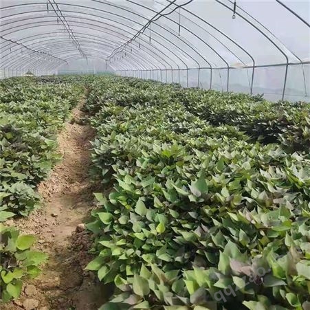北京紫薯苗（济黑2号）栽培技术