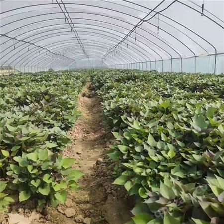 北京紫薯苗（济黑2号）栽培技术