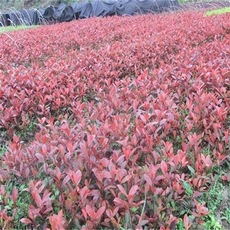 红叶石楠苗圃基地 90厘米红叶石楠-- 公鼎苗木