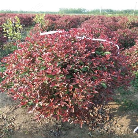 公鼎苗木--红叶石楠小苗苗圃基地70厘米红叶石楠