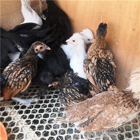 青年黑红花波澜鸡 散养观赏鸡 建锋家禽养殖波澜鸡价格