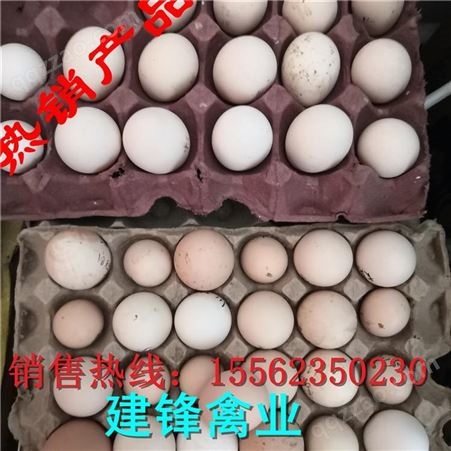 济宁出售黑色长尾鸡 观赏长尾鸡市场价格 白色长尾鸡品种图片