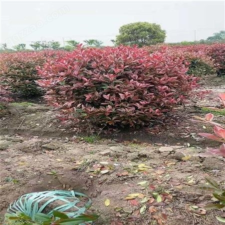 公鼎苗木--红叶石楠种植基地量大从优70厘米红叶石楠