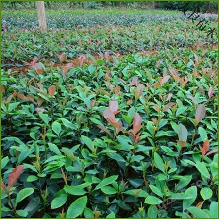 公鼎苗木--1米红叶石楠全年销售90厘米红叶石楠