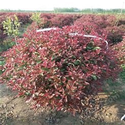 公鼎苗木--6公分红叶石楠生产基地80厘米红叶石楠