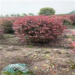 公鼎苗木--2公分红叶石楠销售80厘米红叶石楠