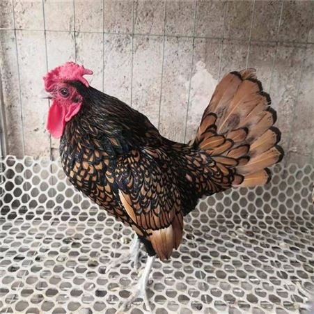 青年黑红花波澜鸡 散养观赏鸡 建锋家禽养殖波澜鸡价格