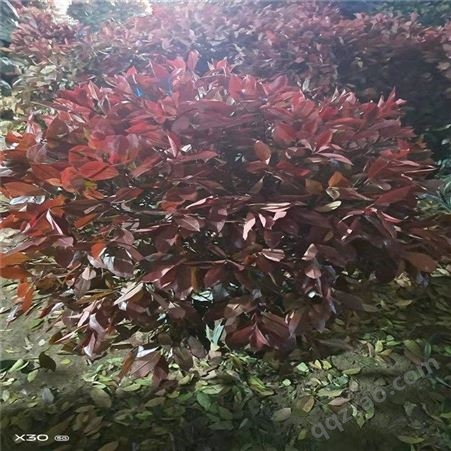 公鼎苗木--红叶石楠小苗基地直发70厘米红叶石楠