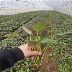 邢台脱毒紫薯苗种植基地