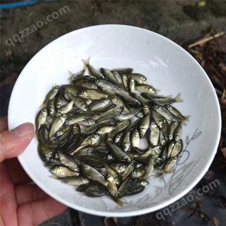 蓝飞鱼 人工养殖 成活率95% 鲫鱼苗 体型2-5cm 水产种苗