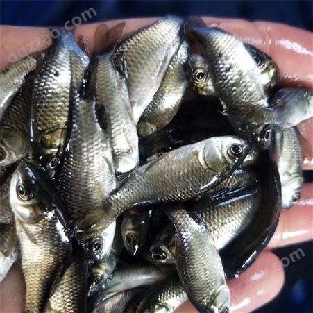 蓝飞鱼 人工养殖 成活率95% 鲫鱼苗 体型2-5cm 水产种苗
