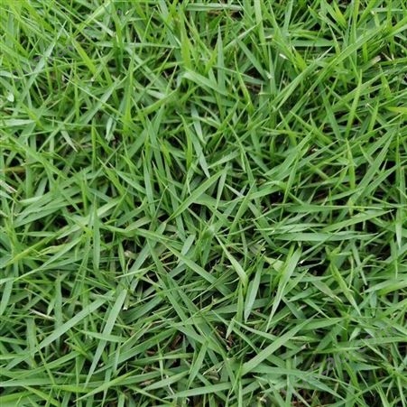 绿化平地庭院小区耐旱耐踩踏结缕草中国台湾草裸种净籽草籽草坪种子