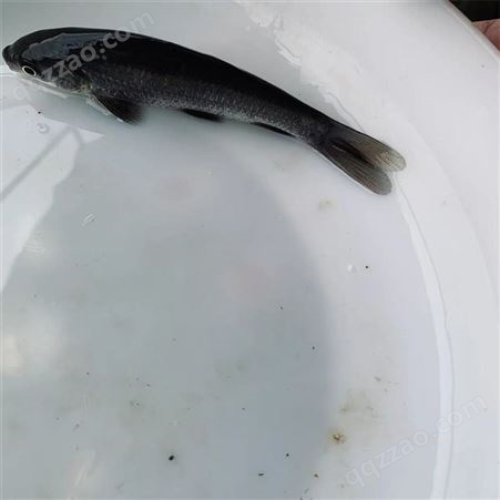 蓝飞鱼 人工养殖 黑鲩鱼苗 成活率98% 淡水养殖 螺丝鱼苗
