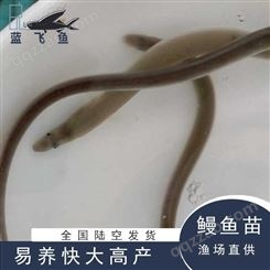 淡水鳗鱼苗 批发价格 蓝飞鱼鳗鱼苗出售