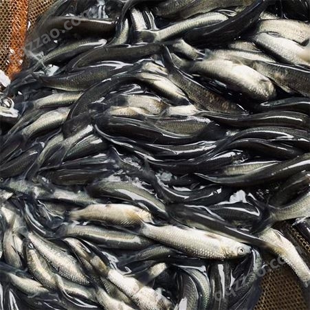 蓝飞鱼 人工养殖 黑鲩鱼苗 成活率98% 淡水养殖 螺丝鱼苗