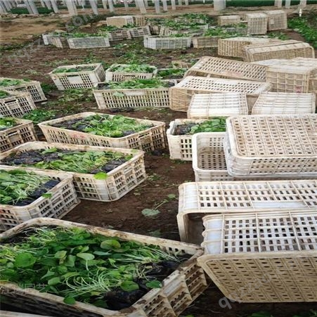 二月兰种子 二月兰批发价格 青州二月兰基地 江瑞花卉供应商