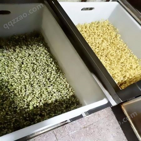 泰安品牌豆芽机排行榜 全自动豆芽机价格实惠节省人工