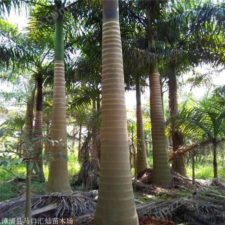 湖北大王椰子移植苗精品大王椰子自产自销