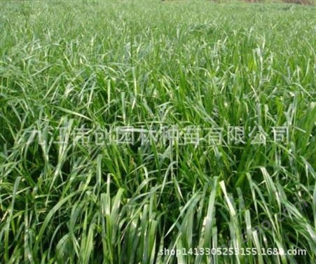 九江优质多年生黑麦草种子 黑麦草批发价格