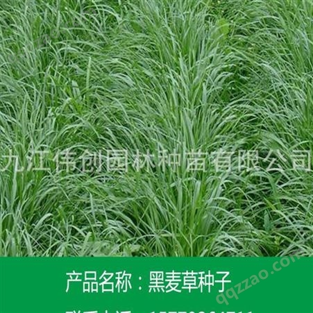 九江优质多年生黑麦草种子 黑麦草批发价格