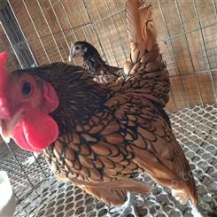 婆罗门鸡养殖基地 婆罗门鸡孵化 观赏鸡价格 质量优