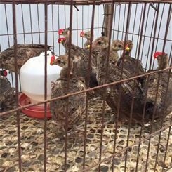 孔雀价格 孔雀苗孵化基地 常年出售 孔雀苗活体