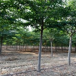 厂家批发供应 南京樱花树苗 15公分樱花价格 樱花树种植基地