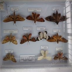 蛾类标本 高校教学标本 干制昆虫标本