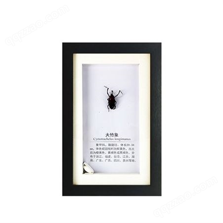厂家批发昆虫标本直销黑色PS框干制昆虫标本