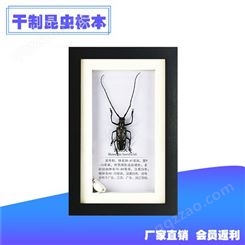 厂家批发昆虫标本直销黑色PS框干制昆虫标本