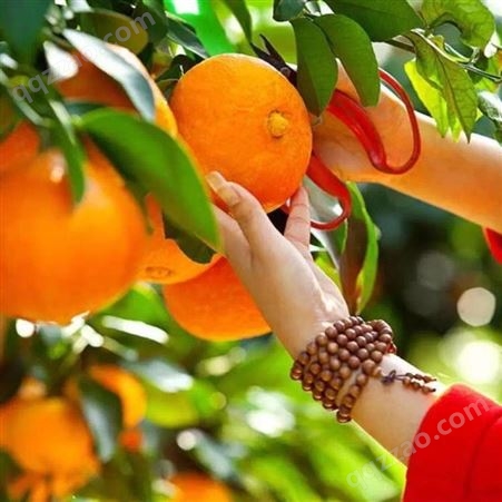 爱嫒38柑桔苗漳州果苗种植场富红兴提供优质红美人柑橘苗基地包送货