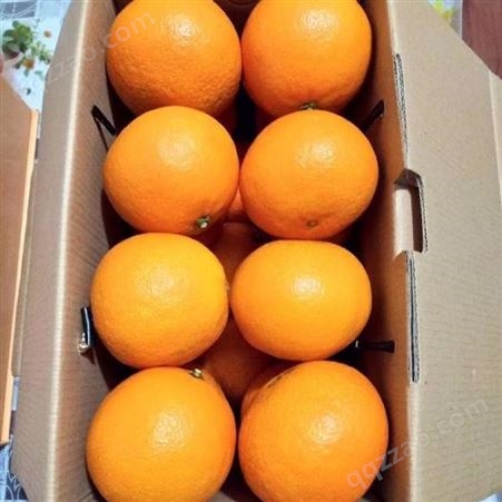 爱嫒38柑桔苗漳州果苗种植场富红兴提供优质红美人柑橘苗基地包送货