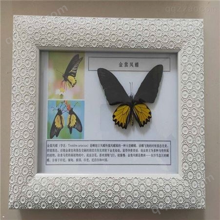 科普展览蝴蝶标本整姿销售蝴蝶标本供应厂家 蝴蝶分类标本蝴蝶展示